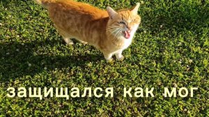 Что случилось в теплице?