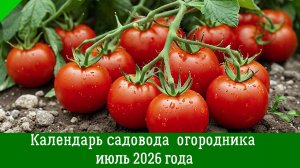 Подробный ПОСЕВНОЙ КАЛЕНДАРЬ НА ИЮЛЬ 2026. Что и когда посеять в июле по лунному календарю.
