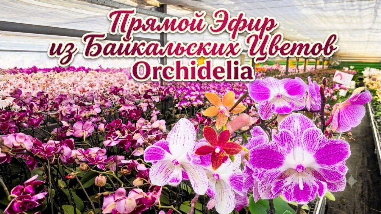 Запись Стрима! Белка Сид в теплице орхидей "Байкальские Цветы"! смотреть онлайн