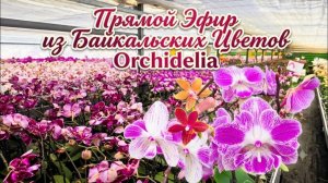 Запись Стрима! Белка Сид в теплице орхидей «Байкальские Цветы»!