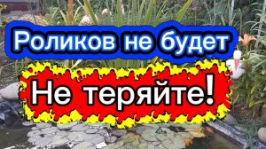 Роликов не будет. Не теряйте!