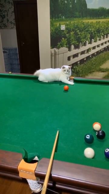 Помощник смотреть онлайн