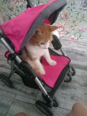Идём гулять с Соняй💖