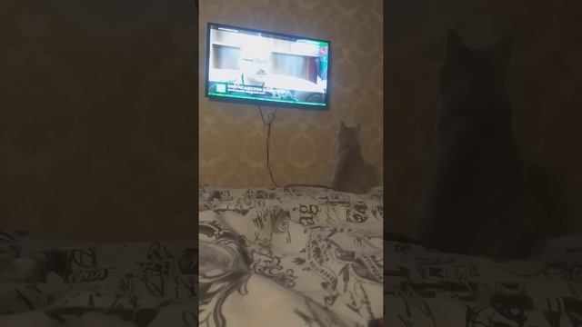 тима сидит смотреть телевизор смотреть онлайн