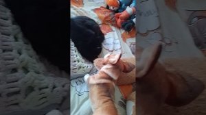 я потеряла Гугла(корги Мелисса)