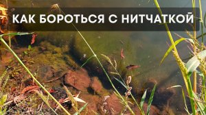 Мы знаем как бороться с нитчаткой. Видео инструкция применения средства от нитчатки - Альголизосорб