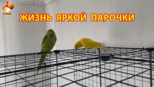 Жёлтый и Зелёный   сериал о жизни двух кольчатых ожереловых попугаев 🦜🦜 (13)