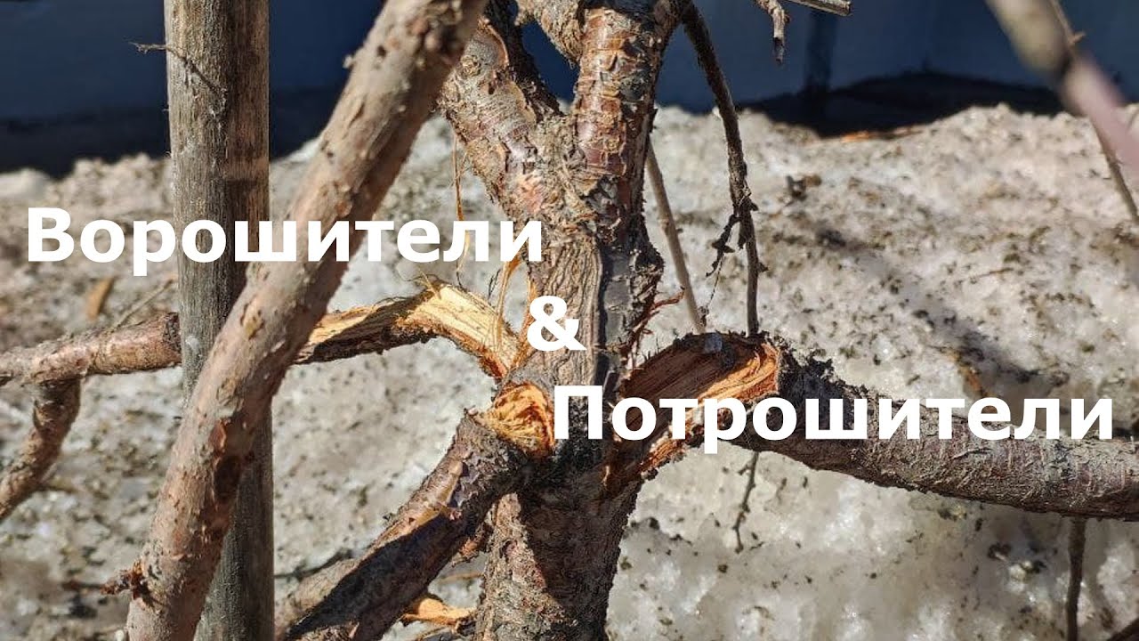 Некрасовка не станет краше.. смотреть онлайн
