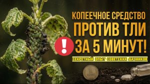 Муравьи - друзья ТЛИ! Как уничтожить их обоих народными методами за копейки!