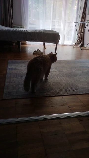 зифа смотреть онлайн