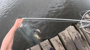 САЗАНЫ НА КАЖДОМ ЗАБРОСЕ! ПРИЕХАЛИ НА ДЕРЕВЯННЫЙ МОСТ И ДАВАЙ ИХ ТАСКАТЬ, ЛОВИЛИ ВСЕ И НА ВСЁ!