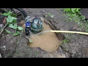 Непростая семейная абиссинская скважина. Калужская область