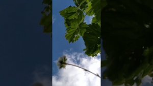 Природа. Релакс. Музыка от ИИ.