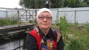 Пруд, рыбки и растения 29 июня. Как избавиться от цветения воды?
