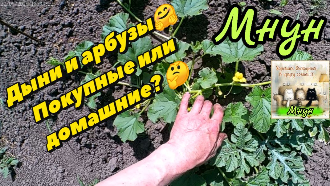 Дыни и арбузы_покупные или домашние 👍🤗