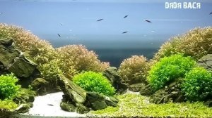 Почему умирают рыбки в аквариуме! Причины гибели аквариумных рыбок! ТОП 7 причин гибели рыбок!