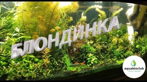 #Фильтр #блондинка #боремся с #Эвгленой. Несколько лайфхаков с блондинкой.