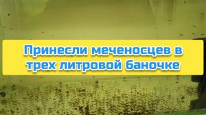 Принесли меченосцев в трех литровой баночке