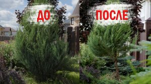 Спасаем бедный можжевельник: превращаю развалившееся растение в штамб