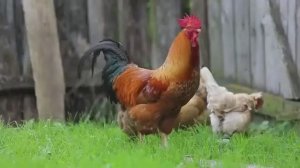 Сергей Анацкий К бабушке в деревню