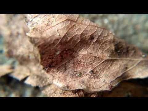 Набор объективов Apexel 15х macro APL-3663FL смотреть онлайн