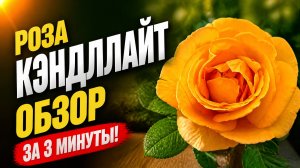 РОЗА КЭНДЛЛАЙТ ОБЗОР ЗА 3 МИНУТЫ!