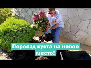 Как ПЕРЕСАДИТЬ метельчатую гортензию НА НОВОЕ МЕСТО // Пересадка гортензии ИЗ ОТКРЫТОГО ГРУНТА