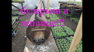 булерьян в теплице,использование,рассуждения
