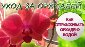 Уход за орхидеей | Как Я Опрыскиваю Орхидею Фаленопсис водой |