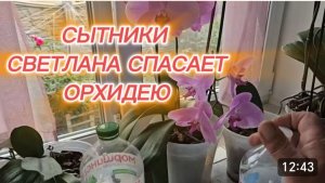 САМВЕЛ АДАМЯН, СЫТНИКИ, СВЕТЛАНА СПАСАЕТ ОРХИДЕИ..
