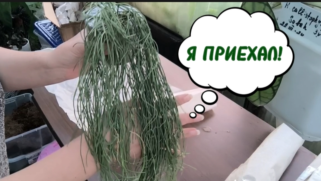 ПОСЫЛКА ИЗ Adeniumland. 27-06-2026 смотреть онлайн