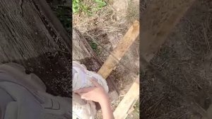 Дача  пилем пелой
