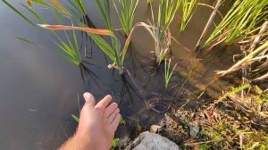 Чистая вода в пруду, как? Чистая вода в пруду, как? Садовый пруд на участке даче своими руками.