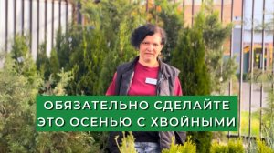 Если в вашем саду растут хвойные растения, обязательно посмотрите это видео!
