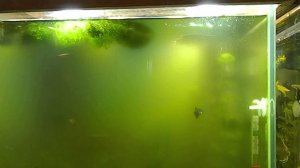 #4 Цветет вода. Как я поборол евглену - зеленую водоросль