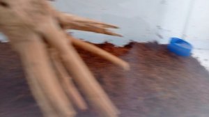 Новый богомол