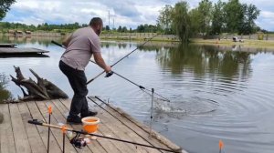 Поимка карпов на лесном берегу и переходном мосту