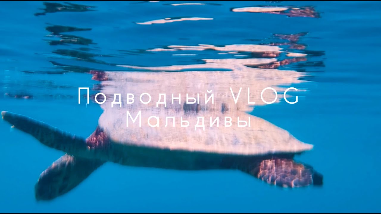 Снорклинг на Мальдивах в декабре, Раа Атолл, утопленная камера, акулы-открывашки смотреть онлайн