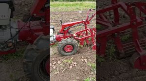 Мотоблок мтз и картофелекопалка кфт-2. Сезон 2023.