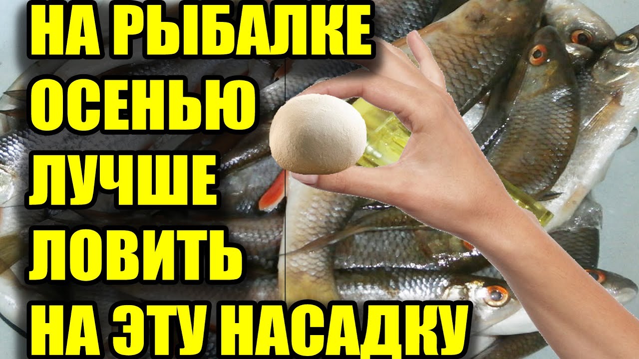 На Рыбалке в Сентябре и Октябре Вся Рыба Клюёт на Эту Насадку на Реке и Озере смотреть онлайн