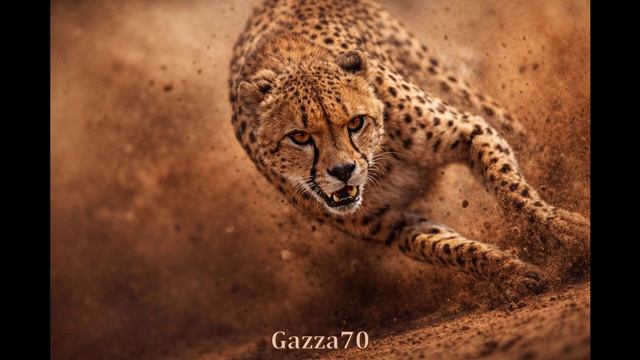 Cheeta – Gazza70 смотреть онлайн