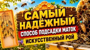 Самый надёжный способ подсадки маток. Искусственный рой