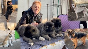 ТОШКЕНТ ЯНГИ ОБОД  ИТ БОЗОРИ Ташкентский собачий рынок