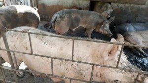 Топлива нет, цены на всё космос. Закупаю прошлогодний ячмень что будет с новым урожаем не понятно 🤷