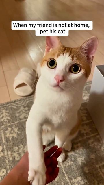 Gatos🐈que no se dejan acariciar😂🤣#parati #cat #funny #videoshort #gatos #humo