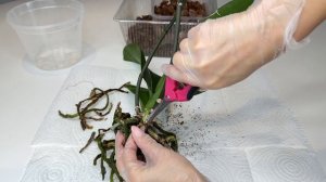 Поэтапная ПЕРЕСАДКА орхидеи Все нюансы успешной пересадки орхидей
