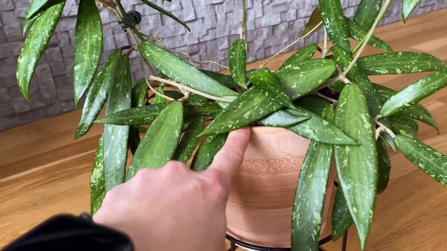Была дорогой покупкой вначале коллекционирования.Hoya sp. SR 2007-13 оправдала ли она моё ожидание? смотреть онлайн