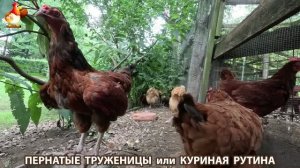 Куриная рутина – что делают куры на выгуле 😂 эпизод (177)