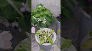 Фиалки у Алисы.