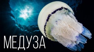 Медузы: Древнейшие Животные Планеты | Интересные факты про медузу